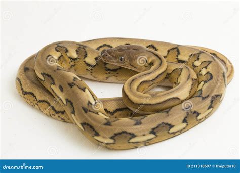 Image result for Tiger Riticulated Python
