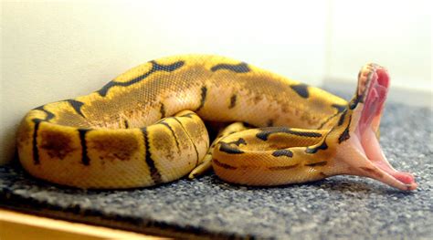 Image result for Python Gueule