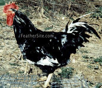 Mollten Java Chicken に対する画像結果