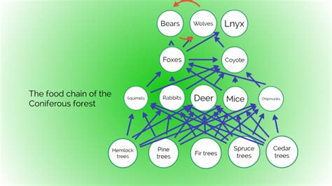 Afbeeldingsresultaten voor Coniferous Forest Food Web