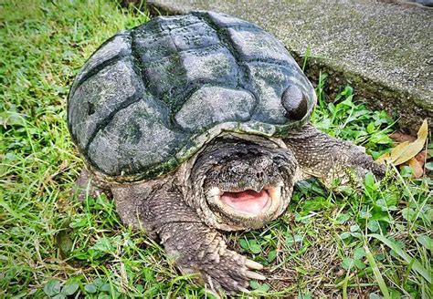 Full Size Snapping Turtle に対する画像結果