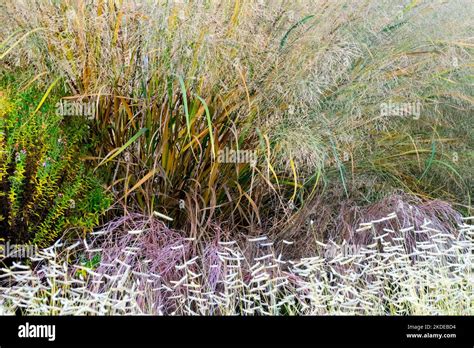 Panicgrass に対する画像結果