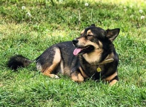 Toradh íomhá ar German Shepherd Corgi