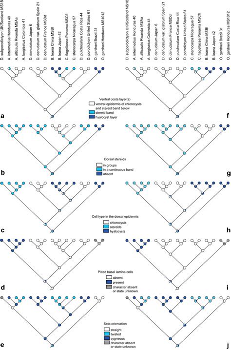 Image result for Maximum Likelihood Evolution