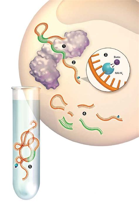 RNA Transcriptome に対する画像結果