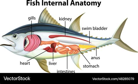 Discus Fish Internal Organs に対する画像結果