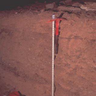 Afbeeldingsresultaten voor Sloth Dung