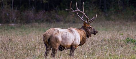 Toradh íomhá ar Manitoban Elk Canada