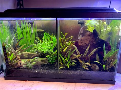 Shallow Tank Fish Divider に対する画像結果