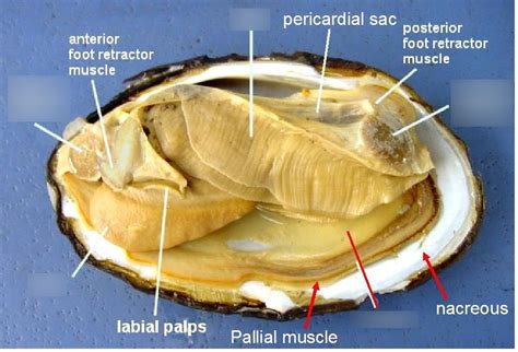Afbeeldingsresultaten voor How to Eat Bivalves