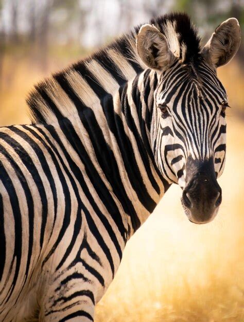 Image result for Zebra Gamer Kevin