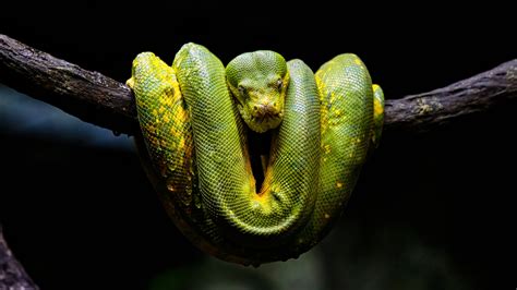 Image result for Python Snake Wallpaper