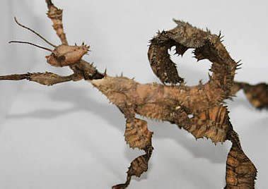 Image result for Flapper Tak