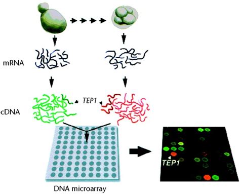 Toradh íomhá ar mRNA Microarray Analysis