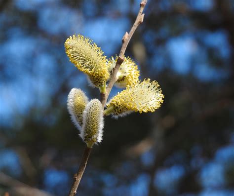 Image result for Pine Tree Catkins