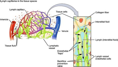 Image result for What Is Lymph Class 10