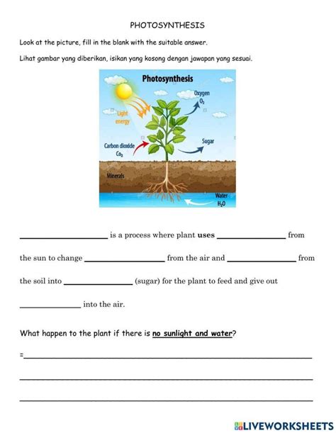 Afbeeldingsresultaten voor How Does Photosynthesis Work Worksheet Answers