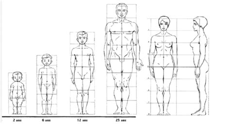 Afbeeldingsresultaten voor Proportion Anatomie Corps Humain