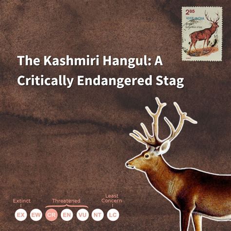 Image result for Ennemis Hangul