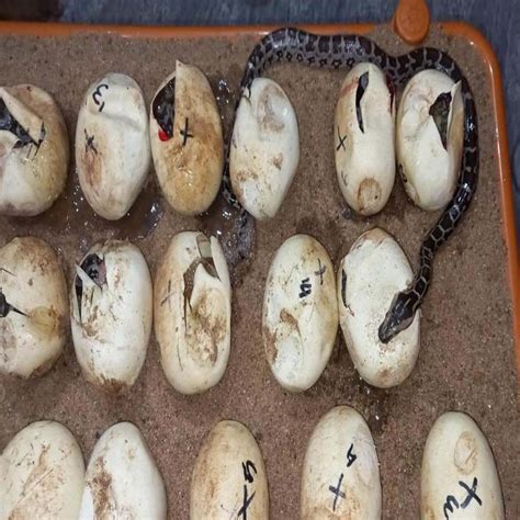 Image result for Python Hatchlings