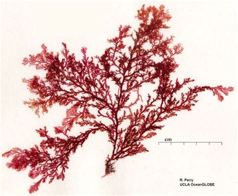 Red Algae Diagram に対する画像結果