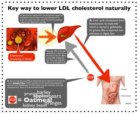 Toradh íomhá ar How to Lower LDL Choleaterol