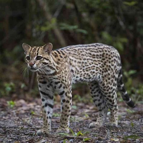 Image result for Ocelot in US