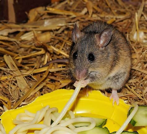 Image result for Mouse Eating Food Lab