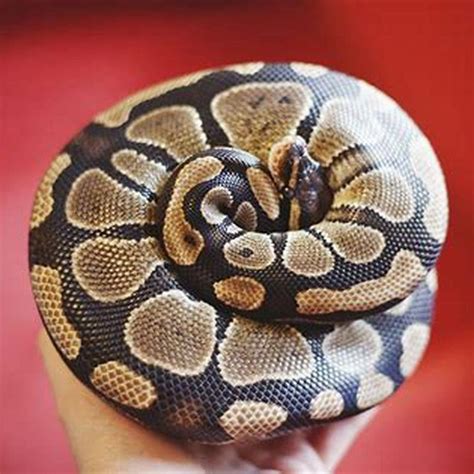 Image result for What Is Called a Python