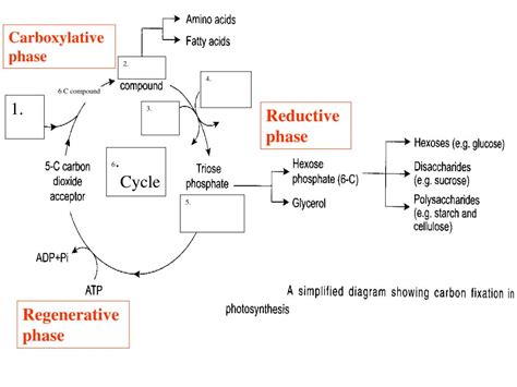 Image result for Reductive Phase