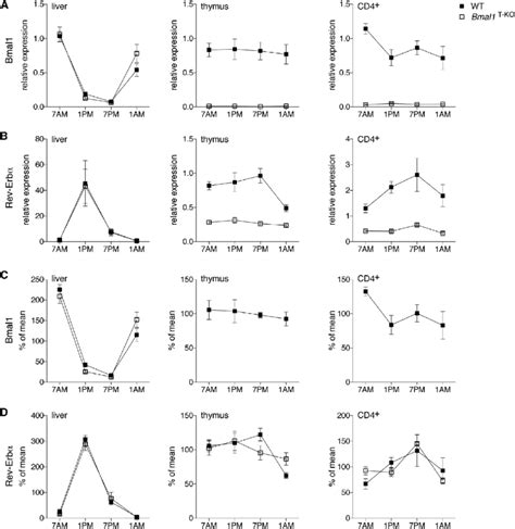 Image result for T-cell Core Clock