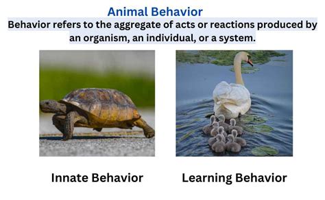 Animal Behavior に対する画像結果