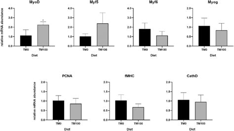 Image result for Myf5 MyoD Myogenesis