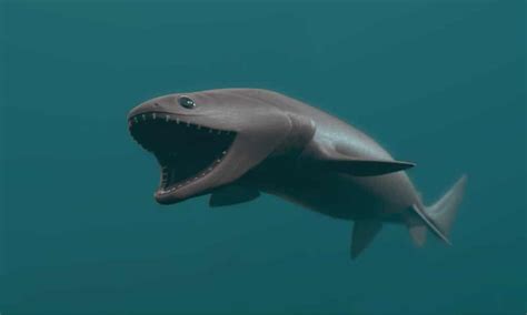 Image result for Deep Ocean Shark
