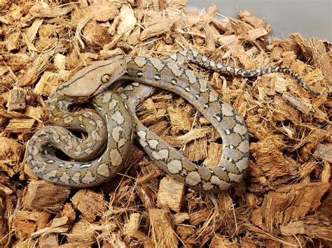 Image result for Dwarth Reticulated Python