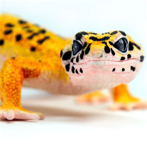 Image result for Remote Control Gecko Toy