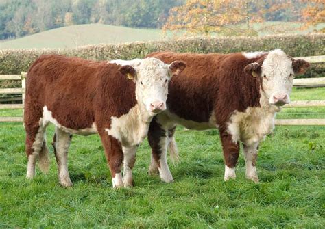 Image result for Cow Hereford Cattle