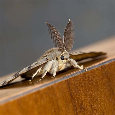 Toradh íomhá ar Moth Fully