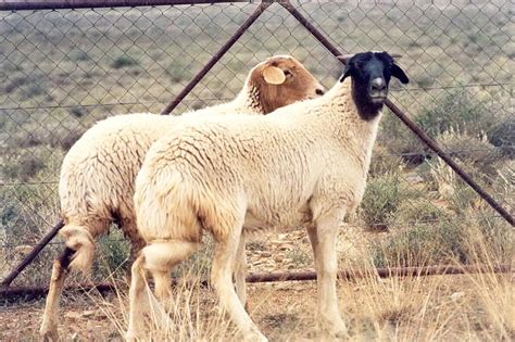 Afbeeldingsresultaten voor African Sheep