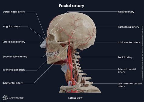 Toradh íomhá ar Common Carteroid Artery