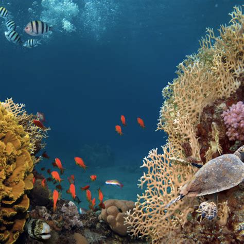 Image result for Python Aptitude Test