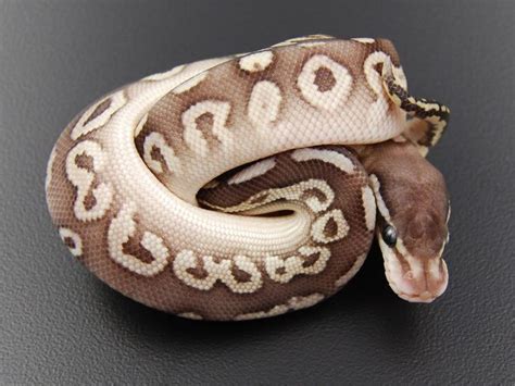 Image result for Ball Python Small Snake