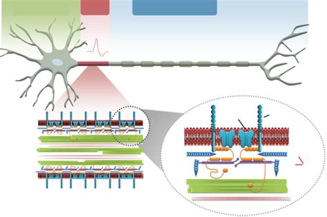 Neurons and glia Diagram | Quizlet