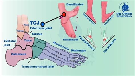 Image result for Talus Mobilization
