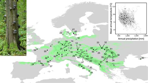 Afbeeldingsresultaten voor Europe Beech Forest Map