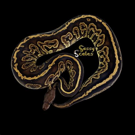 Image result for Lesser Onyx Ball Python