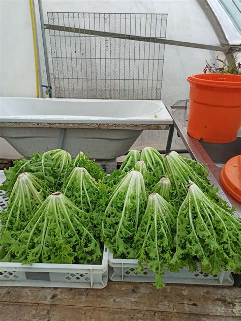 Image result for Curly Endive Lettuce