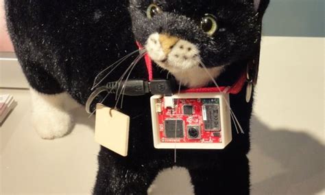 Image result for Cat Logging