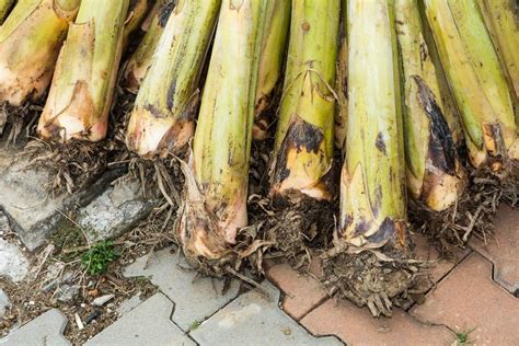 Image result for Banana Tree Root System
