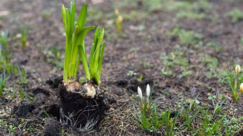 Afbeeldingsresultaten voor How to Replant Daffodil Bulbs